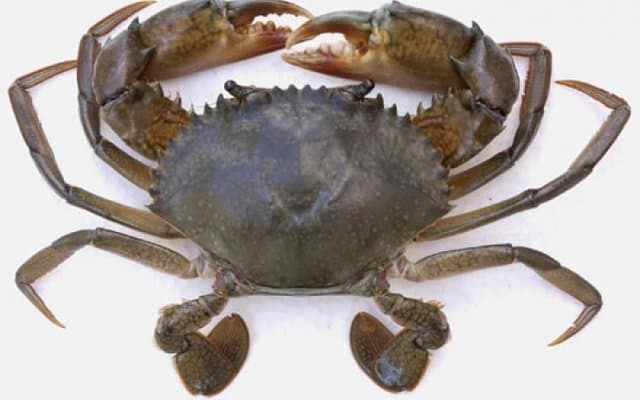 Crab